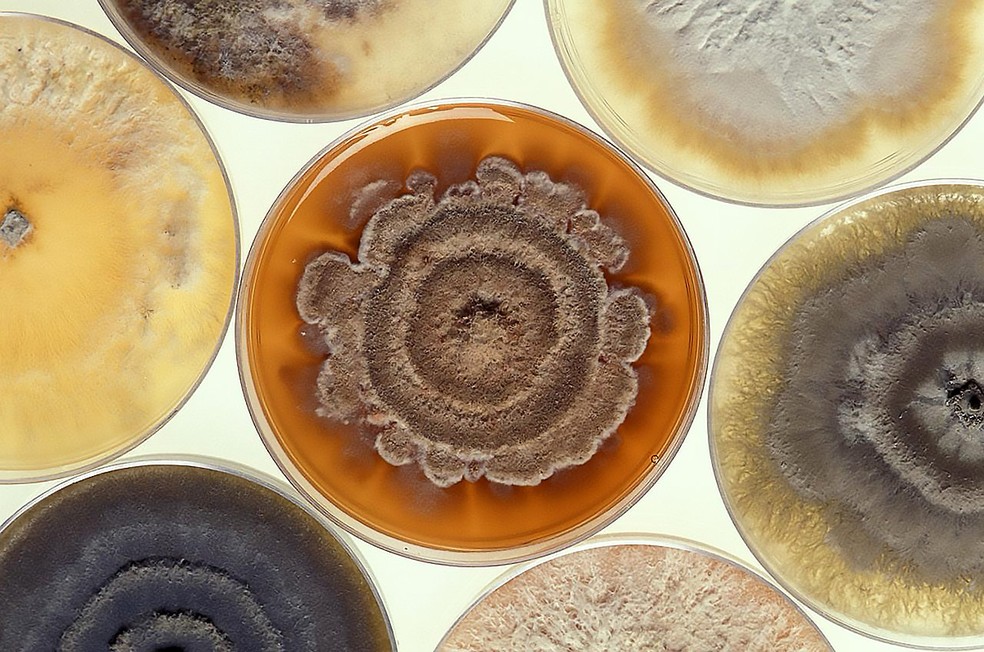 Fungos são alguns dos microrganismos de ambientes naturais cujo sequenciamento de genoma permite à Symbiomics desvendar novas cepas e aplicações. — Foto: Divulgação/Symbiomics