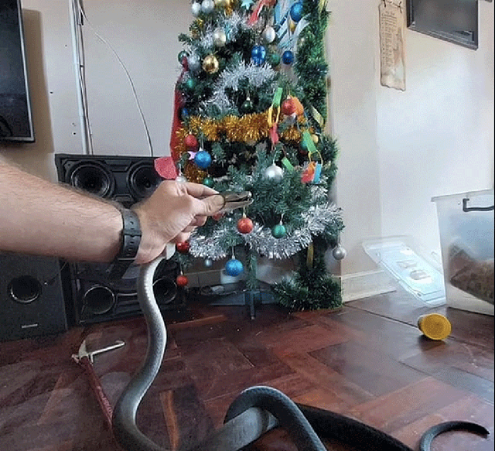 Cobra na Árvore de Natal — Foto: Facebook/NickEvans