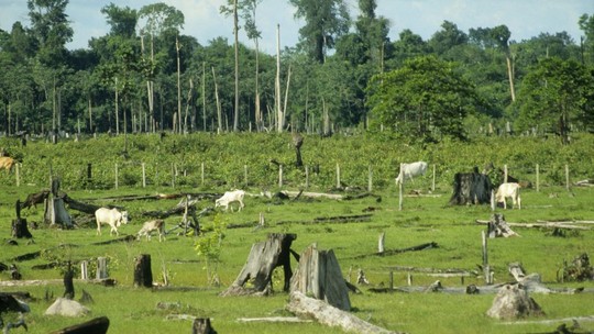 Da crise de imagem à alta produtividade, como a pecuária pode se desenvolver na Amazônia