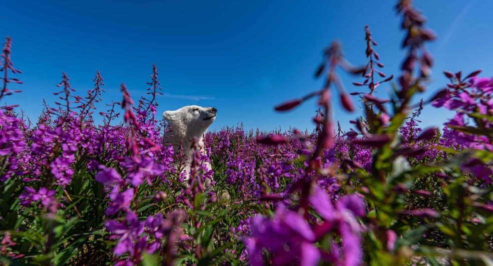 Fotografia "Among the flowers" — Foto: Martin Gregus, Canada
