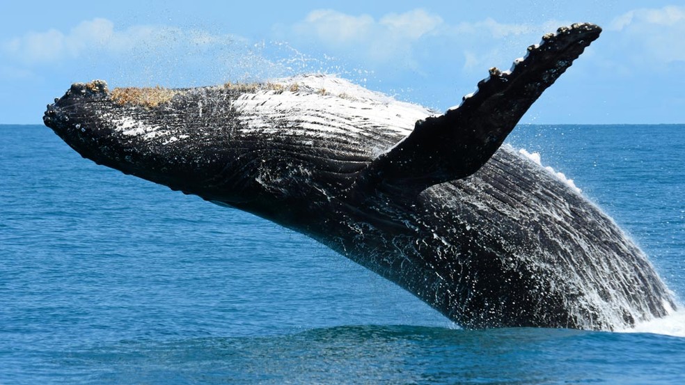 De 20 mil a 25 mil baleias-jubarte como esta vivem na costa brasileira e dão saltos com frequência — Foto:  Milton Marcondes/Projeto Baleia Jubarte