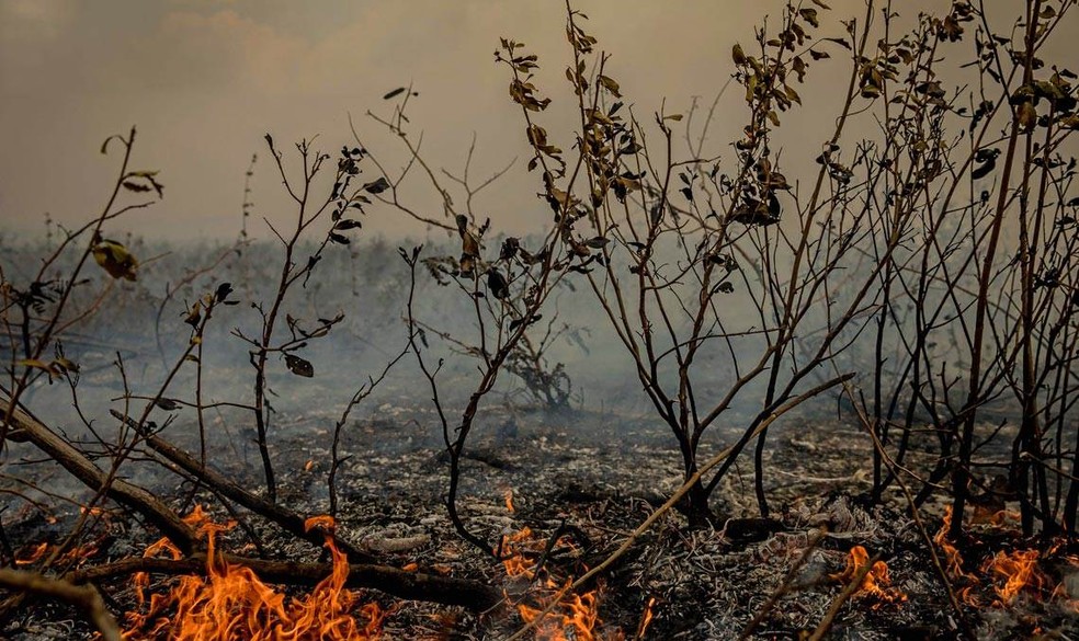 Vegetação que resiste às chamas, como as deste incêndio no Pantanal em setembro de 2020, perde capacidade de fazer fotossíntese. — Foto:  Christiano Antonucci / Secom MT