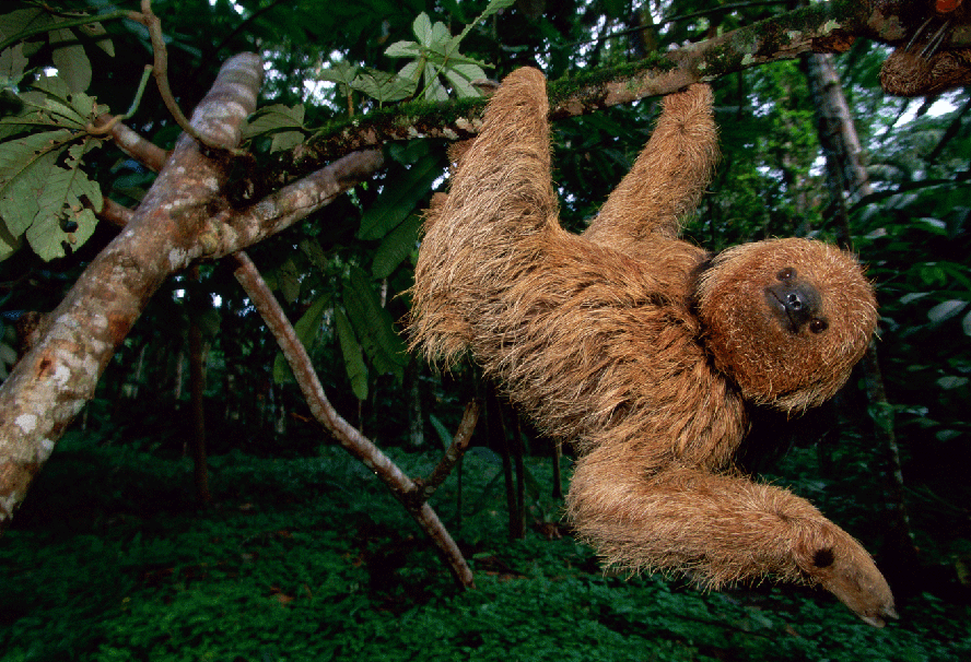Preguiça-de-coleira (Bradypus torquatus), espécie em risco, pendurada em árvore no Brasil.