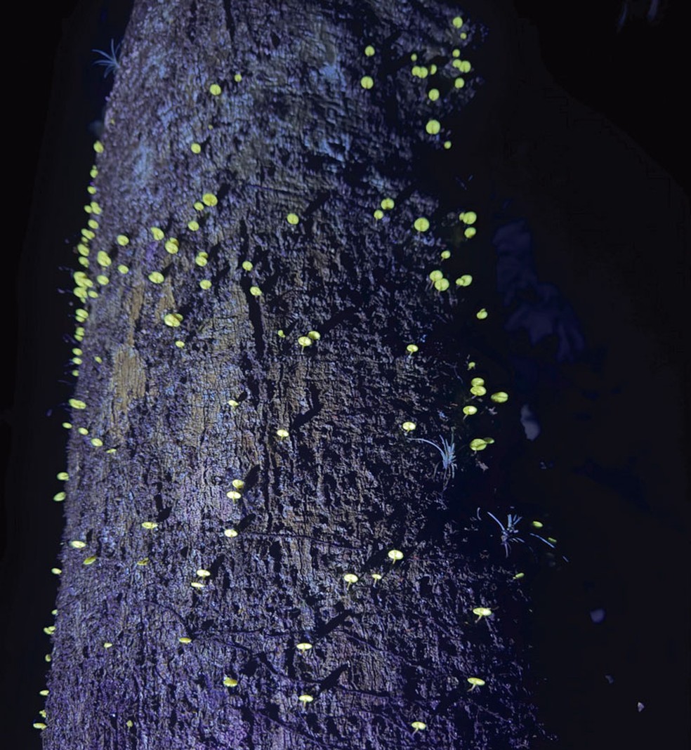 Em expedições noturnas, por vezes aparecem espécies fluorescentes não identificadas, como esse fungo em tronco de árvore — Foto: Cassius Stevani / USP