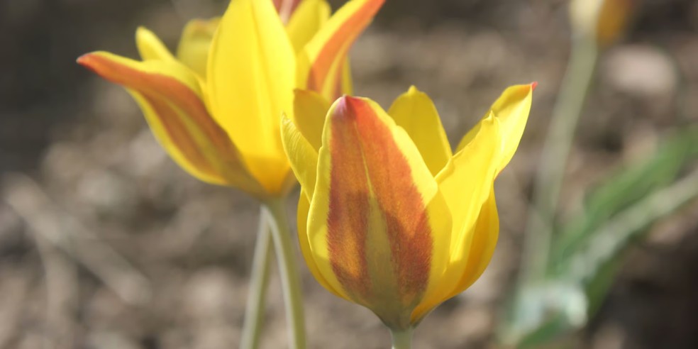 Tulipa toktogulica — Foto: Brett Wilson/ Fauna & Flora 