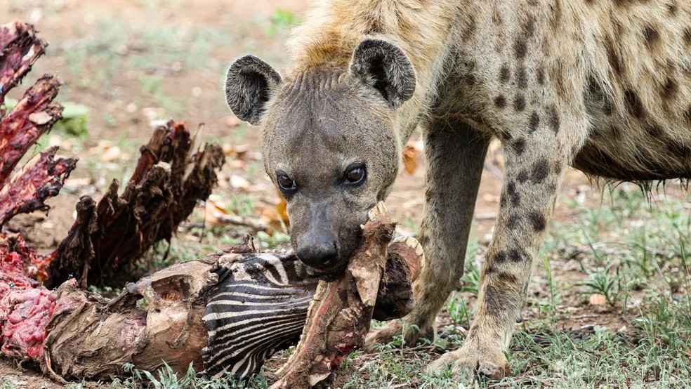 Hiena levou a melhor, mas não sem uma luta com o lagarto corajoso — Foto: Reprodução