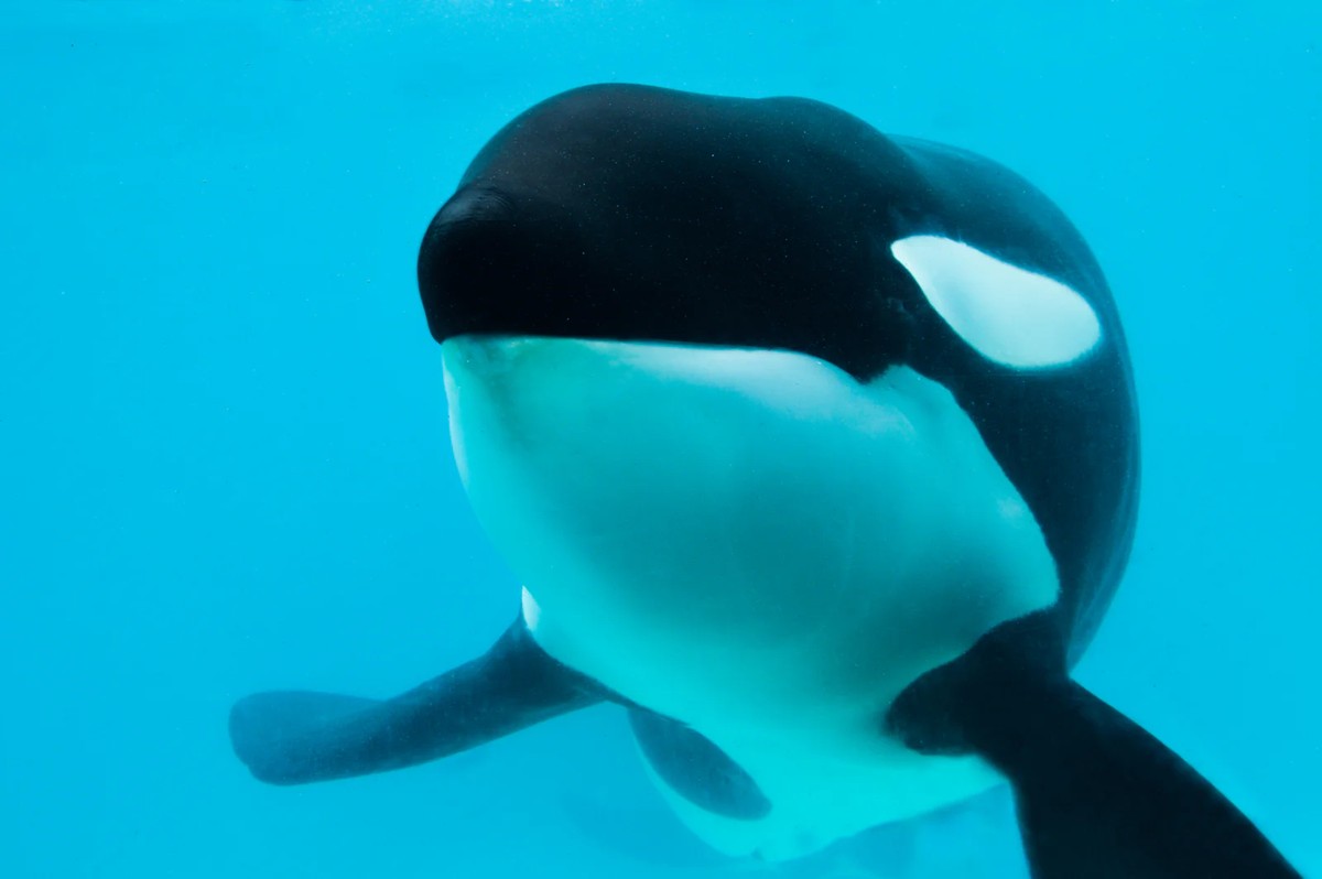 Kshamenk, a orca mais solitária do mundo, morre aos 36 anos de idade