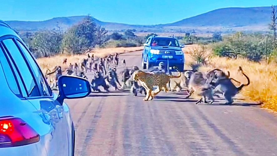 Leopardo é atacado por 50 babuínos