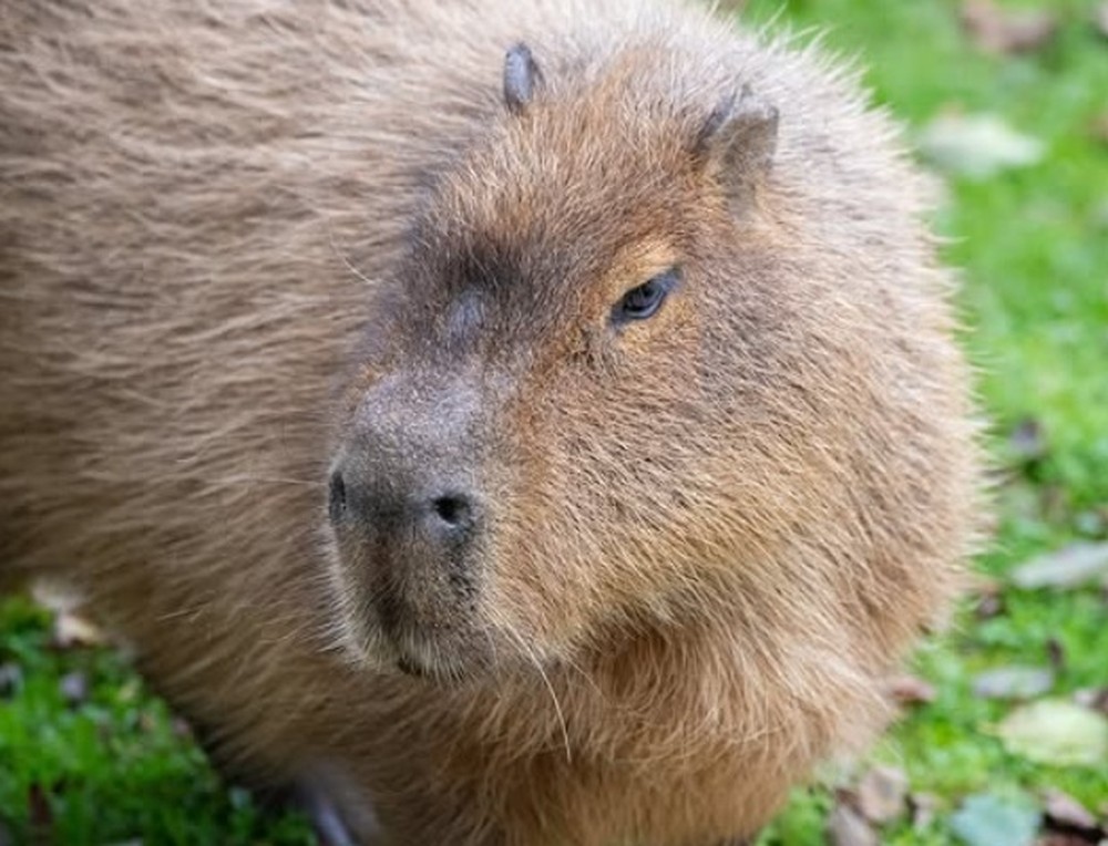 Capivara e anta inseparáveis são sacrificadas juntas para que nenhum ...