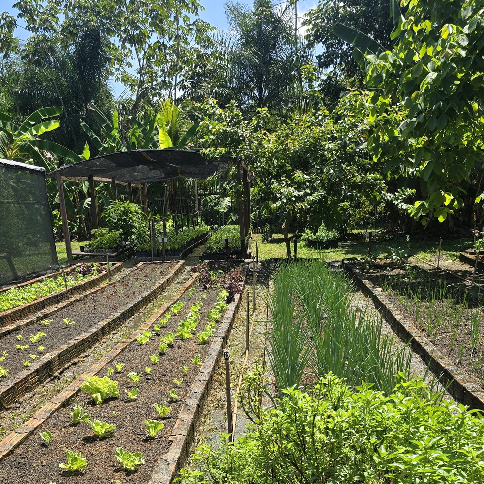 Sistemas agloflorestais produzem com preservação da natureza — Foto: Nilson Cortinhas