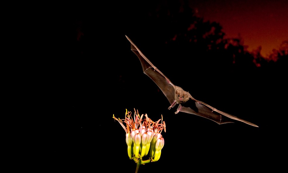 Morcego mexicano de língua longa voando para uma flor de Agave para se alimentar — Foto: Getty Images