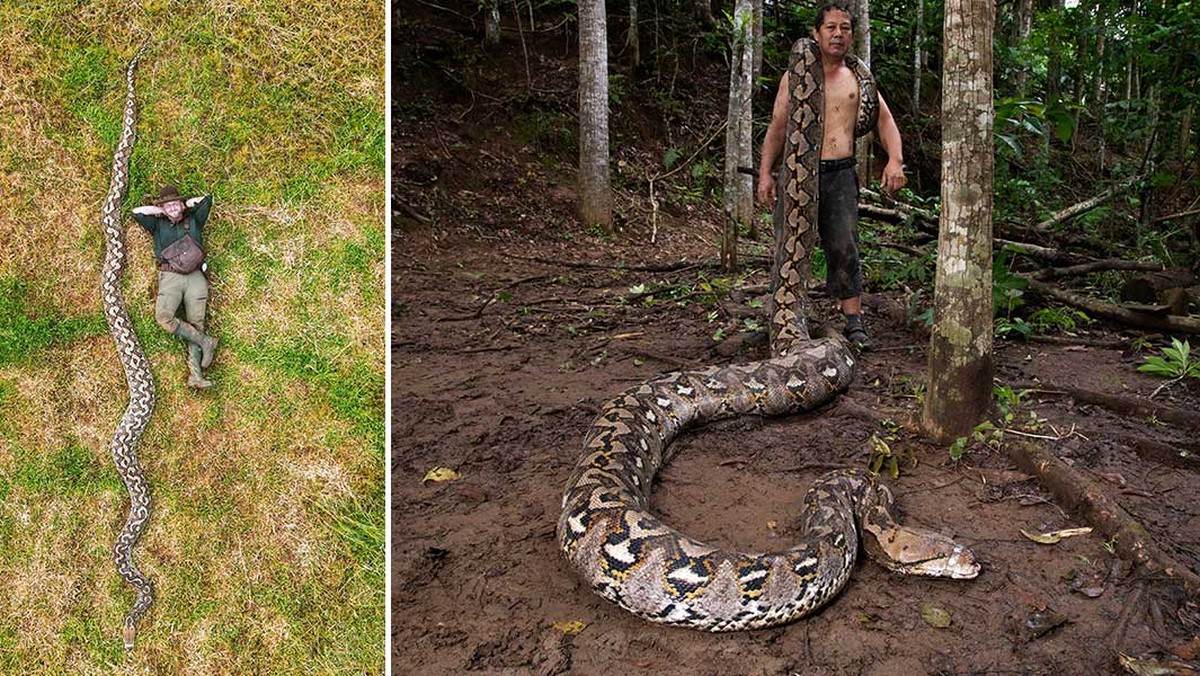 Píton colossal encontrada na Indonésia entra para a história como a ...