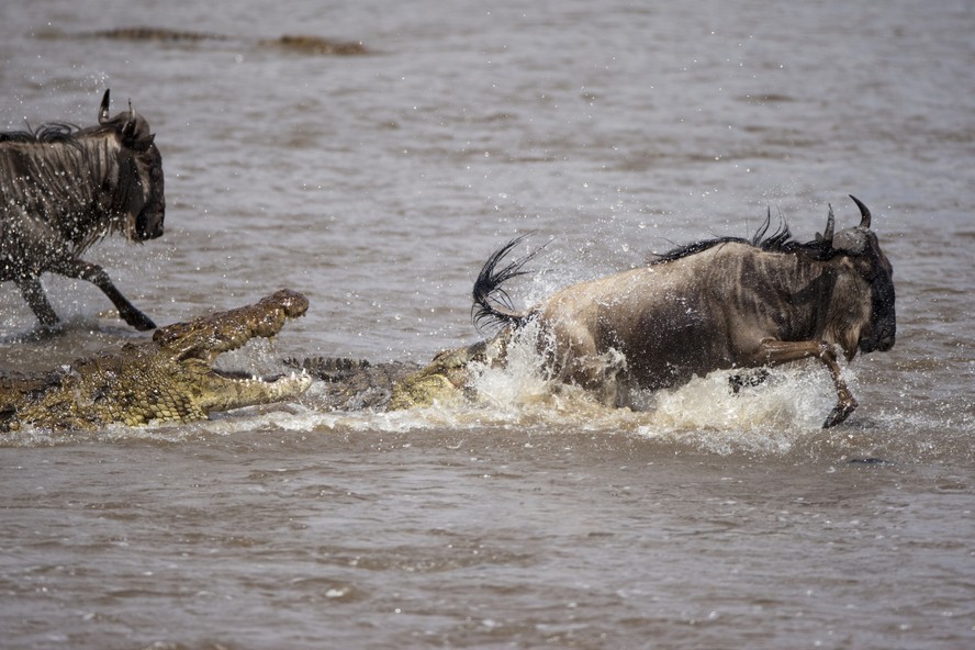 Crocodilo-do-nilo ataca grandes mamíferos, como o gnu, e os puxa para a água para abatê-los.