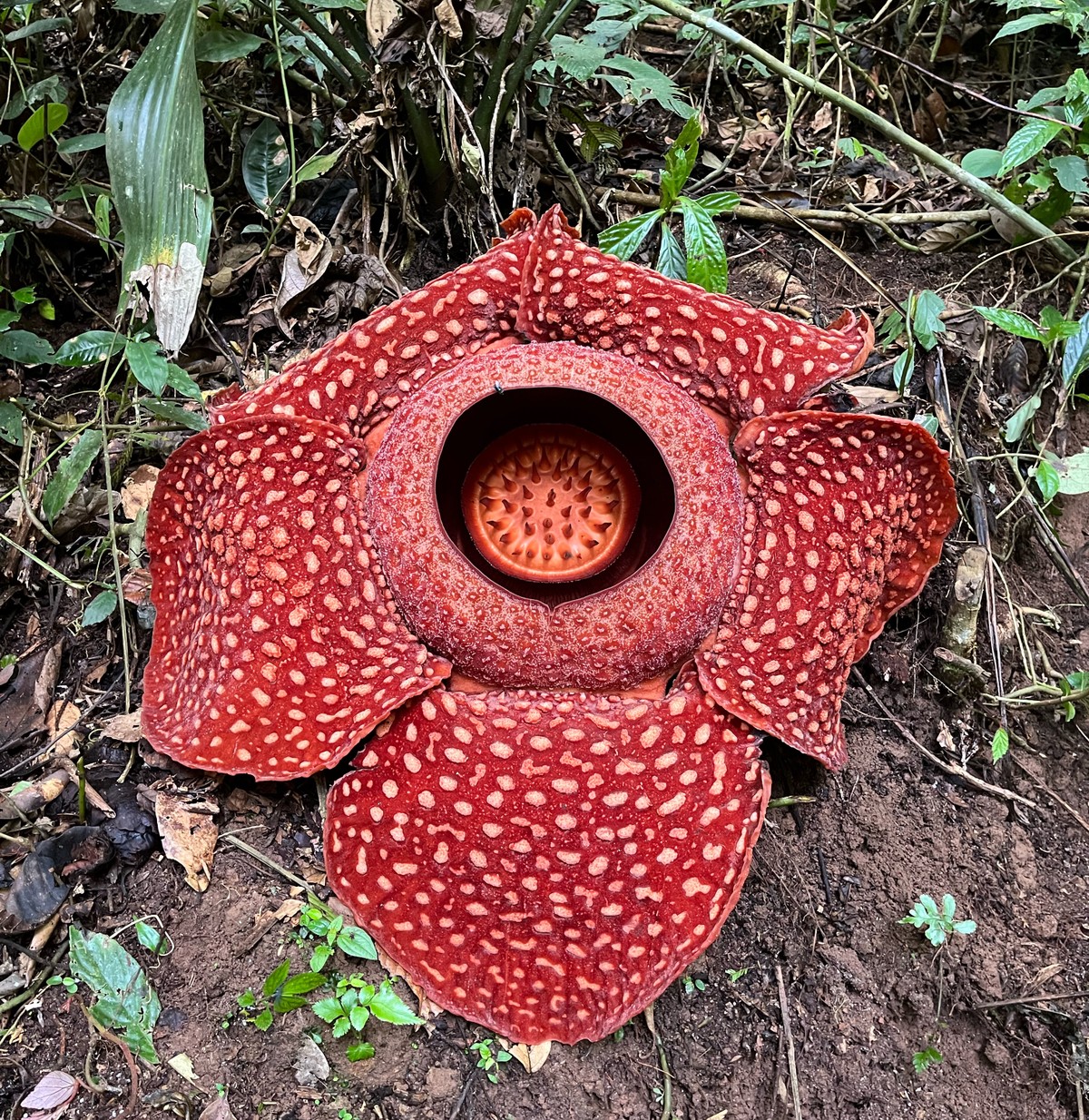 The world's largest flower (and also its stinkiest), the 'corpse flower