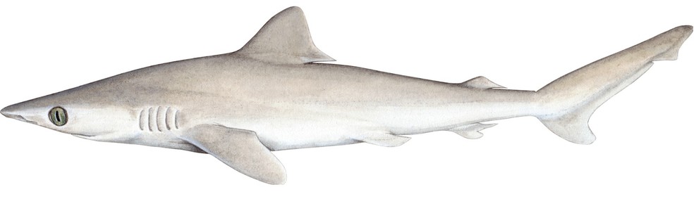 Tubarão Carcharhinus obsoletus, que está praticamente extinto. — Foto: Wikimedia Commons