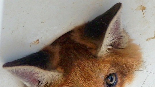 Alerta de fofura: Filhote de raposa fica com a cabeça presa em ralo de pia; veja imagens