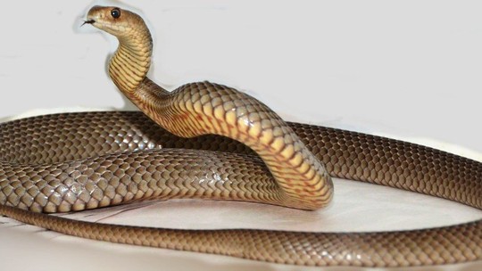 Cobras mortais da Austrália: homem morre após retirar animal enrolado na perna de amigo