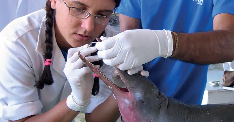 Laboratório de Biologia da Conservação de Mamíferos Aquáticos do IO USP coleta dados biológicos sobre a toninha.