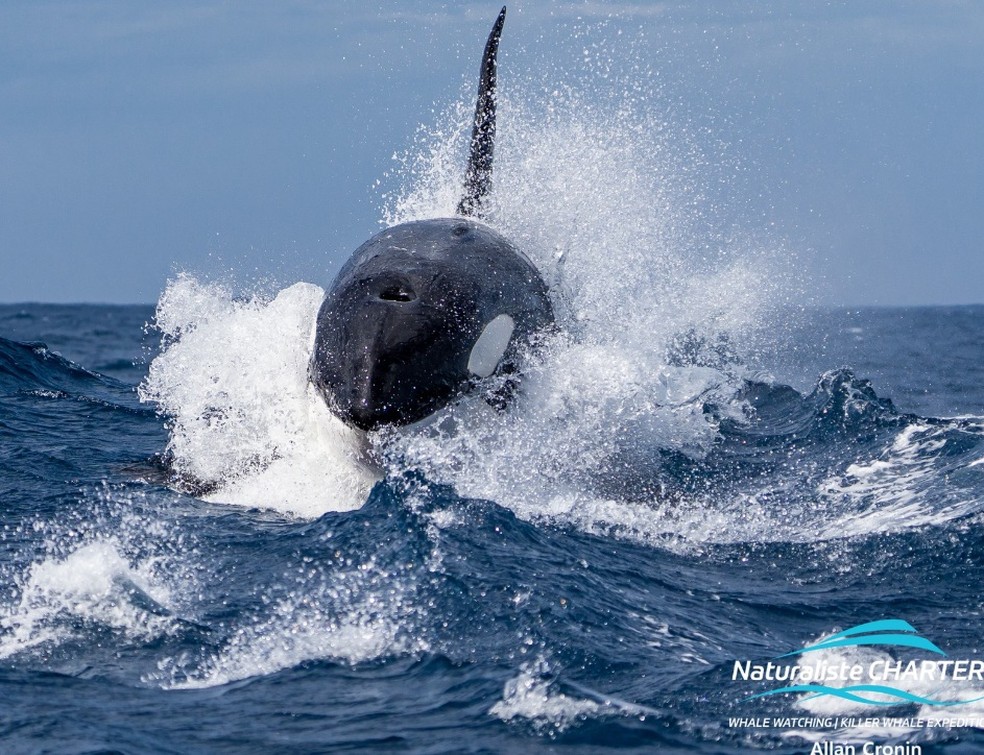 Momento em que uma das orcas se prepara para mais uma ofensiva — Foto: Allan Cronin