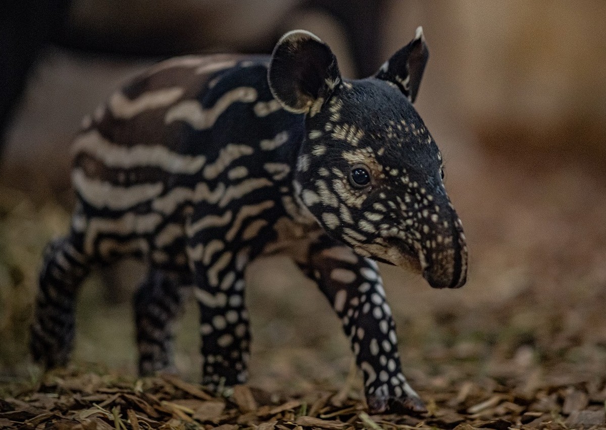 Anta da Malásia rara nasce em zoológico e é celebrada por cientistas