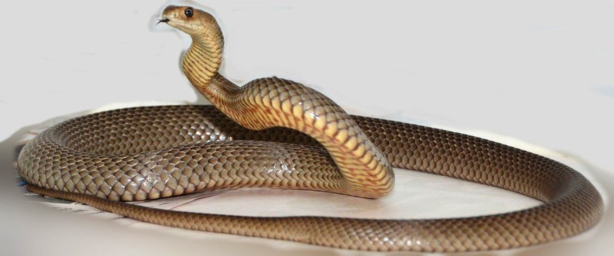 A cobra marrom oriental da Austrália (Pseudonaja textilis) é considerada a segunda cobra terrestre mais mortal do mundo