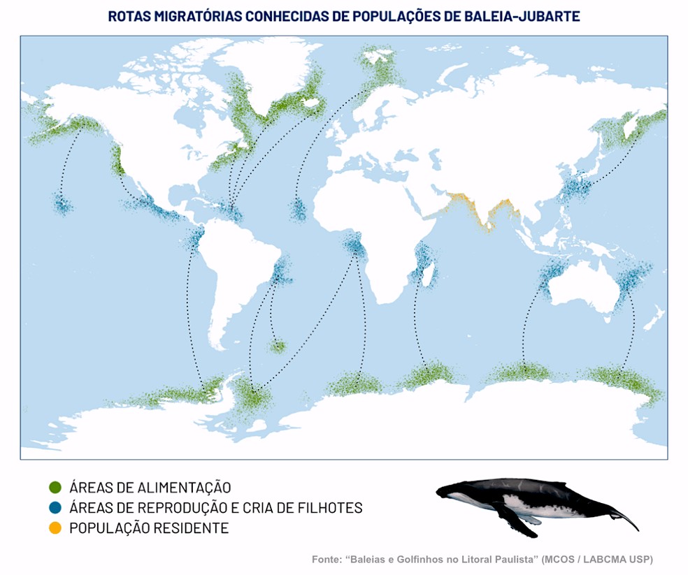 Nunca se viu tantas baleias jubartes no litoral paulista como em 2021 — Foto: Reprodução