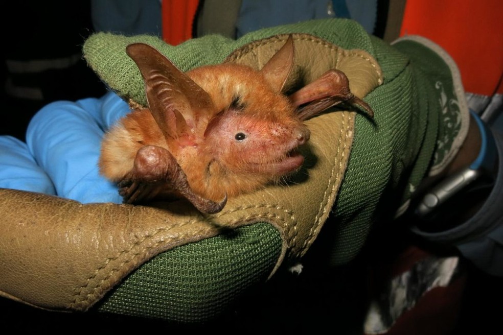 Myotis nimbaensis é uma nova espécie de morcego com o nome da cordilheira em que se encontra, as Montanhas Nimba, na África Ocidental — Foto: Kendra Snyder / Bat Conservation International