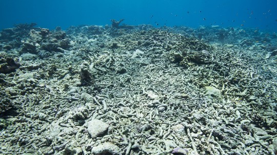 Colapso dos corais: 80% dos "construtores dos mares" podem adoecer até o final do século, alerta estudo