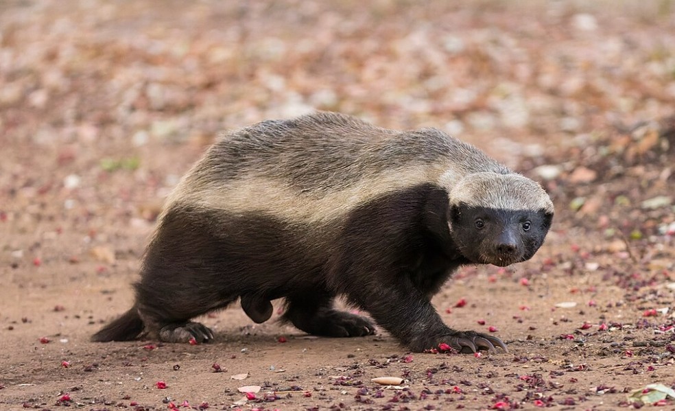 O ratel, também conhecido como texugo-do-mel, ocorre na maioria da África e no Oeste e Sul da Ásia — Foto: Sumeet Moghe/Wikipedia