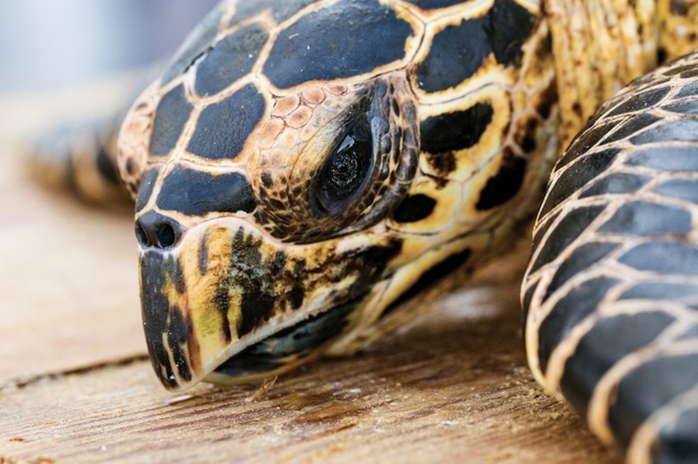 A tartaruga-de-pente do Pacífico Leste está entre as populações de tartarugas marinhas mais ameaçadas — Foto: Reprodução/Lindsay Lauckner Gundlock