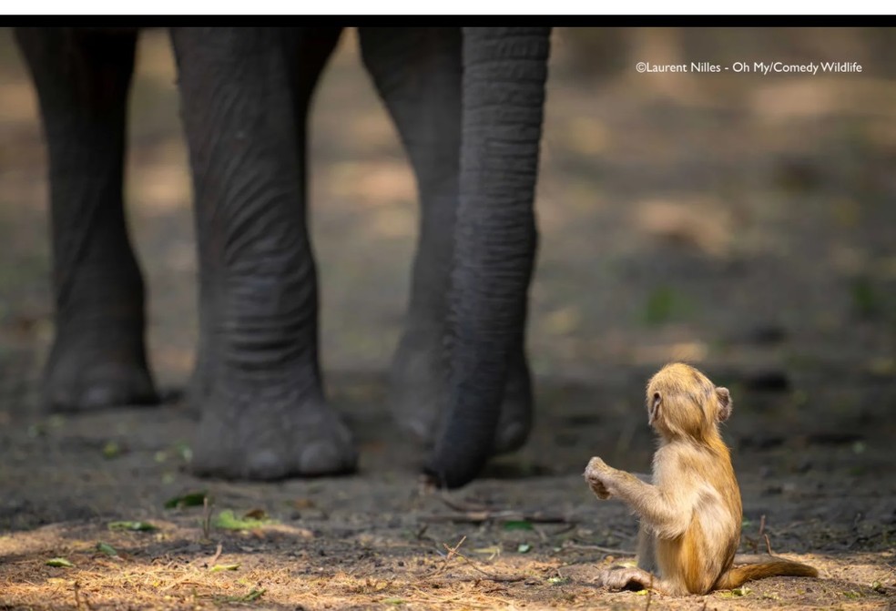 Fotografia “Oh my!” mostra um macaquinho olhando para um elefante — Foto: Laurent Nilles