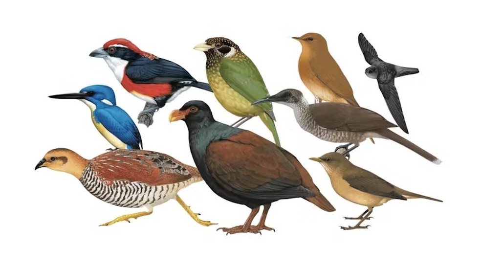 Alguns desenhos de aves perdidas, como o capit�o-de-sira (canto superior esquerdo) � Foto: John C. Mittermeier, Alex J. Berryman e Cullen Hanks