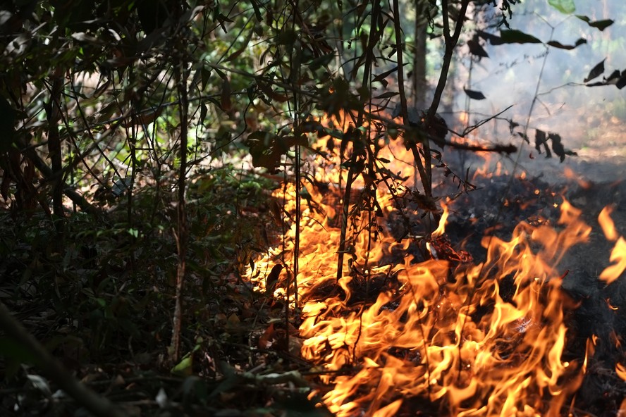 Queimadas na Amazônia, o bioma com maior aumento de área queimada em relação ao mesmo mês de 2021