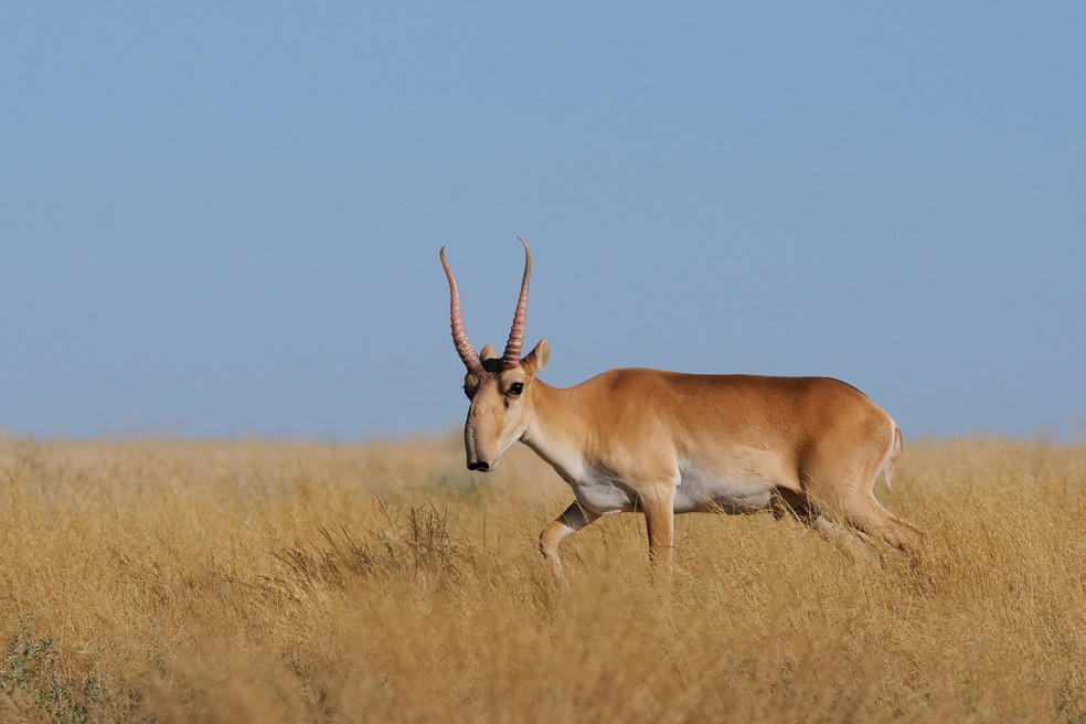 Um antílope saiga macho selvagem, criticamente ameaçado, na estepe da Reserva natural federal Mekletinskii, Calmúquia, Rússia — Foto: Getty Images