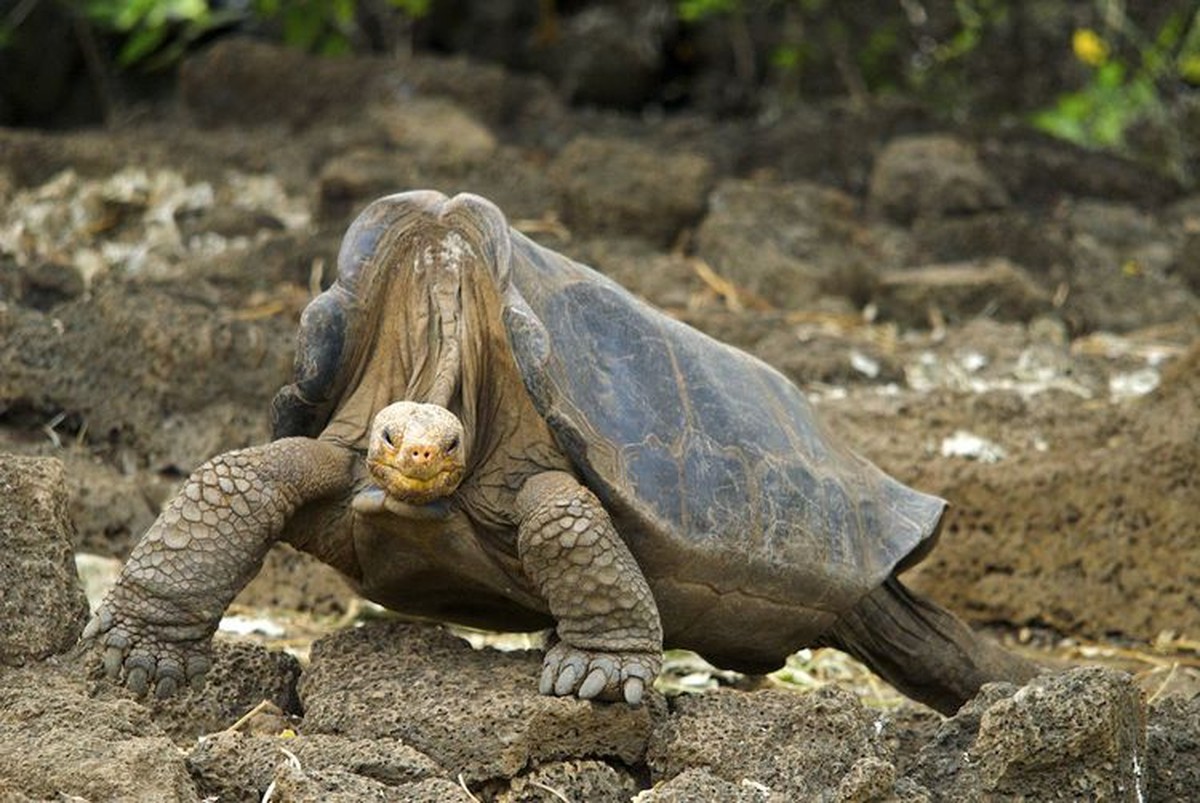 Em imagens, confira 10 animais declarados extintos no século 21