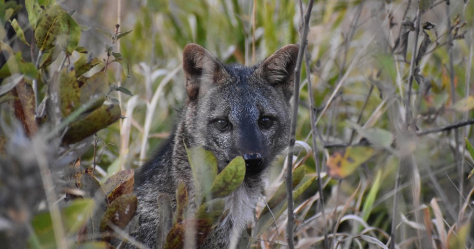 Lobo-guará, objeto de pesquisa do Laboratório de Acústica e Meio Ambiente da Poli-USP