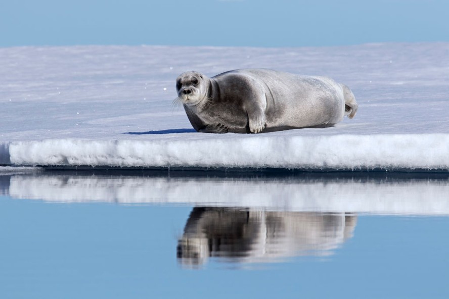 Foca descansa em bloco de gelo no Oceano Ártico, em Svalbard - Spitsbergen, Noruega.
