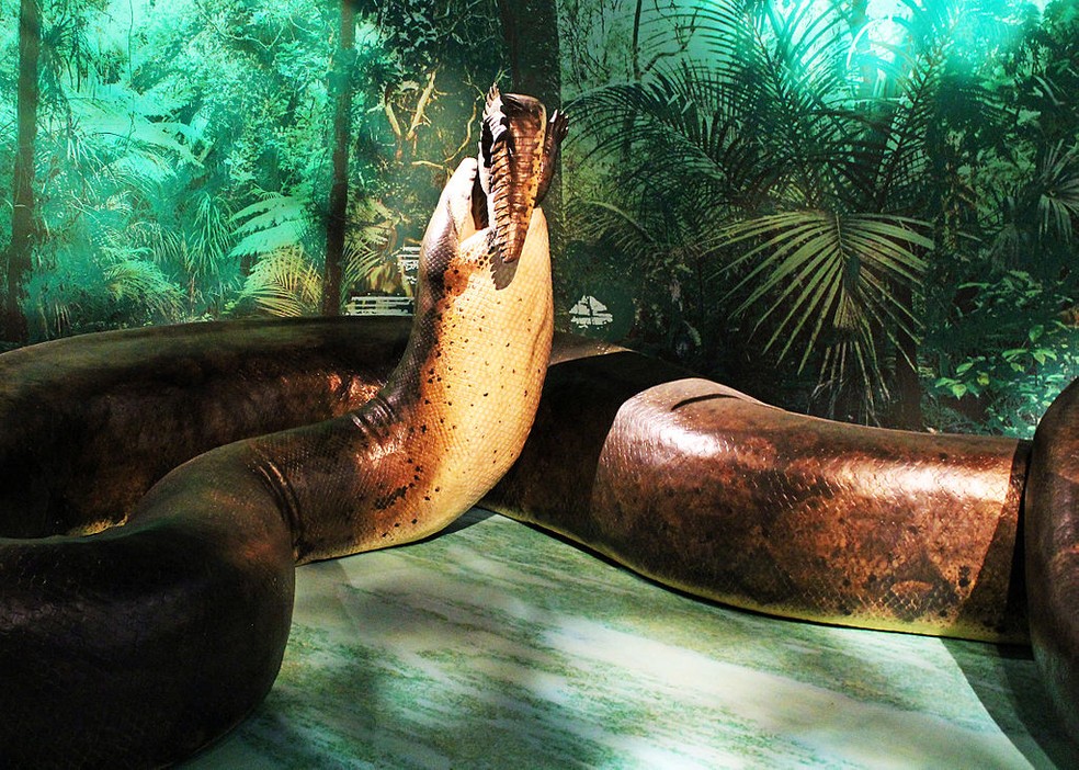 Esqueleto gigante de cobra encontrado no Google Maps gera polêmica sobre  serpente pré-histórica Titanoboa, Consumo Consciente