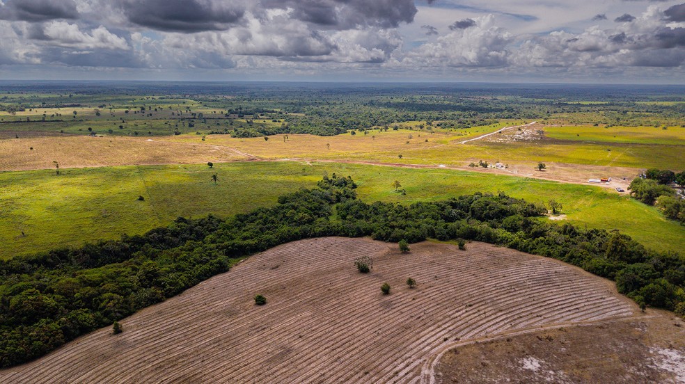 f Fazenda Turmalina, área escolhida pela Mombak para projeto de reflorestamento  — Foto: Divulgação