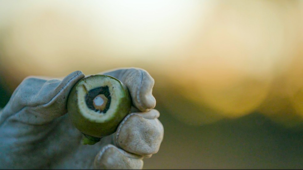 Macaúba como biocombustível sustentável