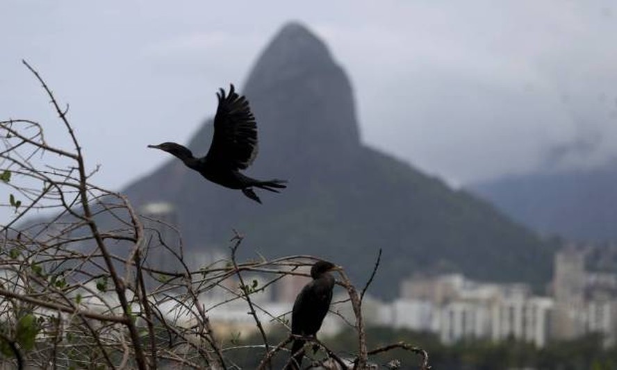 O retorno ou incremento de populações de espécies variadas da fauna na Lagoa Rodrigo de Freitas vem animando ecologistas