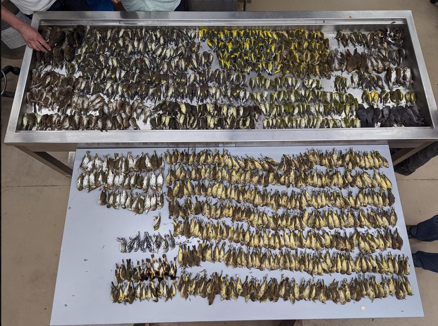 Pelo menos mil pássaros morrem em colisão com prédio em Chicago, nos EUA