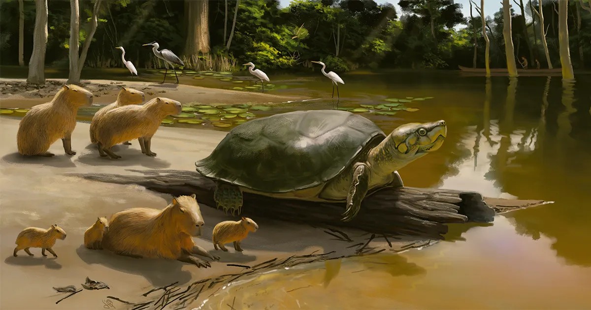The Amazon giant tortoise, which reaches two meters in length, may have been food for humans |  Energy and science