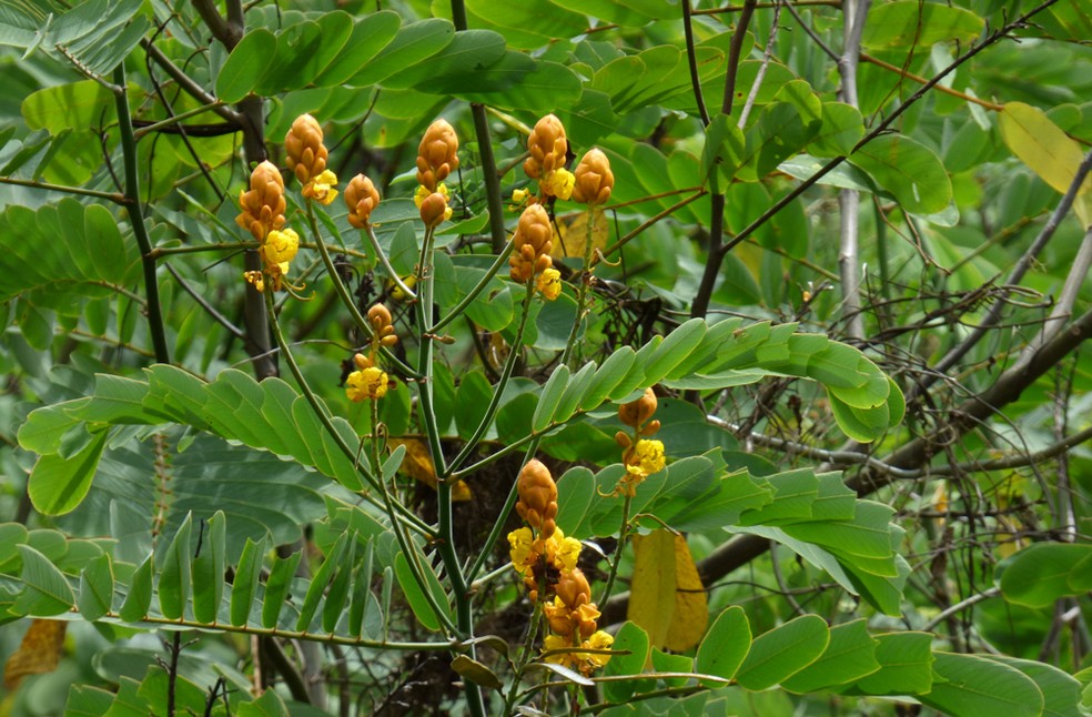 Matapasto (Senna reticulata): fonte de bioenergia cresce rápido e faz sombra sobre plantas ao redor — Foto: Alejandro Bayer Tamayo, Wikimedia Commons, CC2.0
