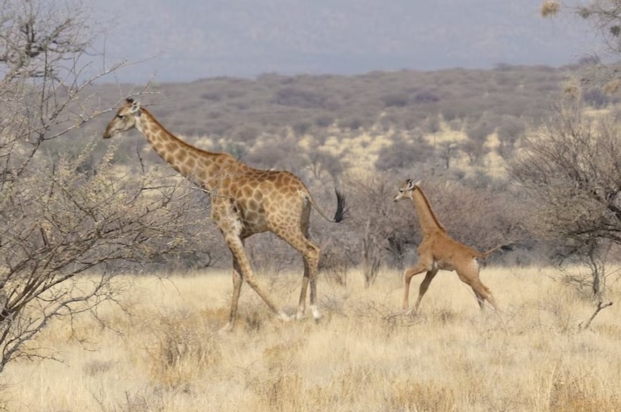 Girafa sem manchas é flagrada no Mount Etjo Safari Lodge, uma reserva de caça privada da Namíbia, na África.