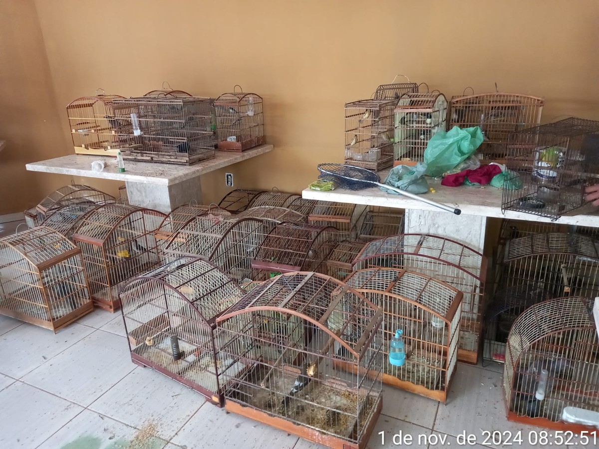 Mais de 900 animais silvestres são resgatados de cativeiro no interior ...