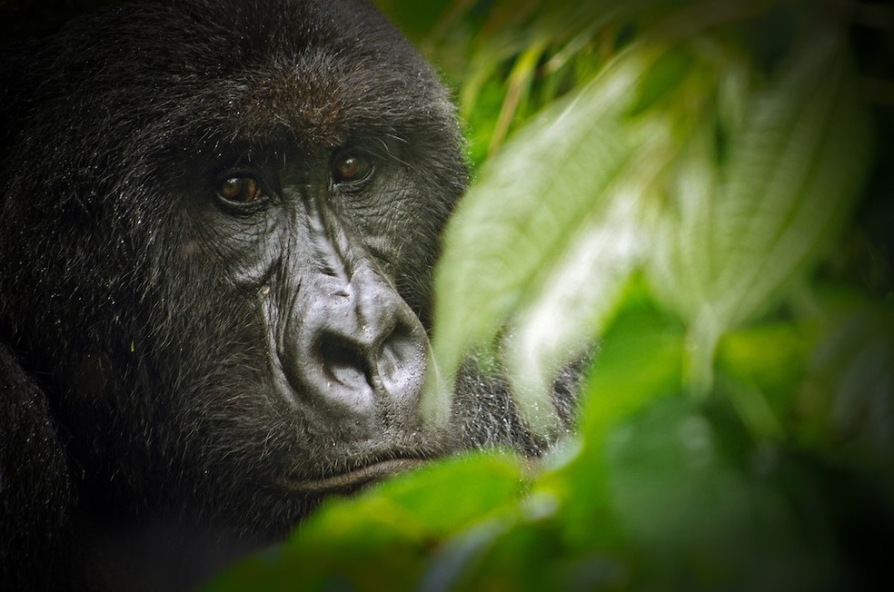 Em perigo: um dos cerca de 350 gorilas-da-montanha do Parque Nacional de Virunga, no Congo. — Foto:  LuAnne Cadd/ WikimediaCommons