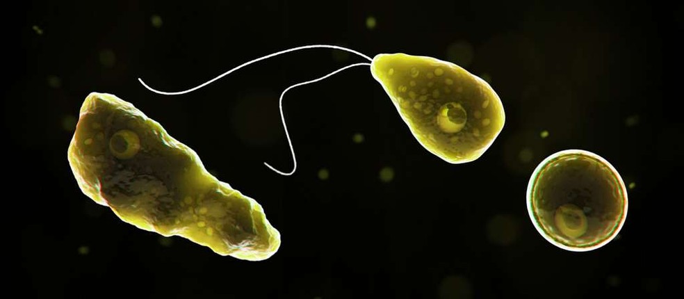 Naegleria fowleri, a "ameba comedora de cérebros" — Foto: Centros de Controle e Prevenção de Doenças (CDC) dos Estados Unidos