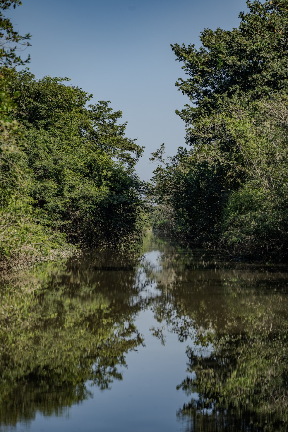 Manguezal na APA Guapimirim (RJ) — Foto: Rodrigo Campanário para Um Só Planeta
