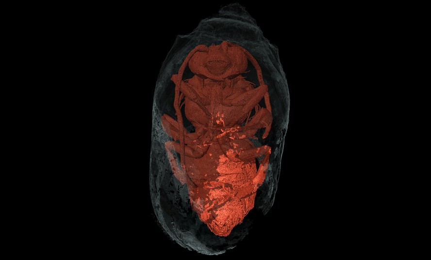 Imagens de microtomografia computadorizada de raios X de uma abelha 'Eucera macho' dentro de um casulo selado
